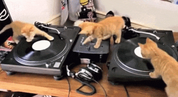 cats DJing